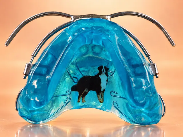 Turquoise with a Bernese mountain dog